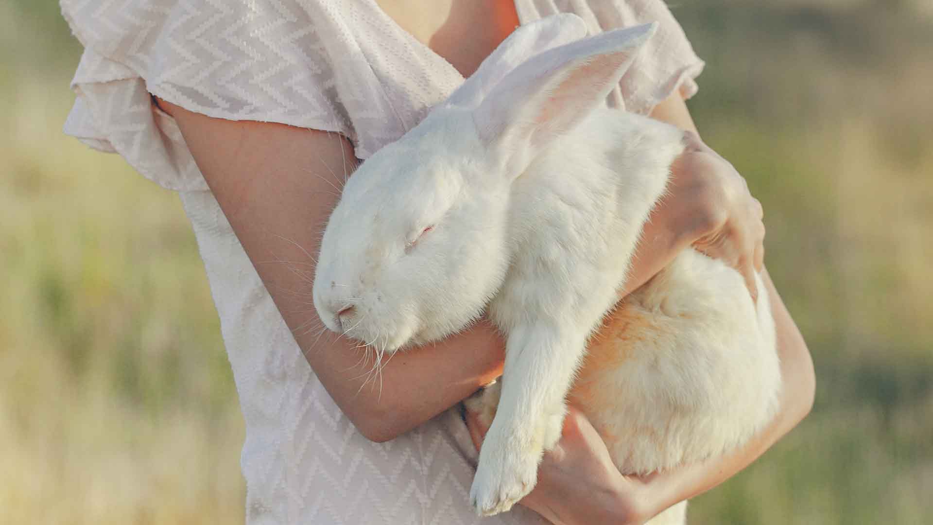 Productos Leti no se testan en animales